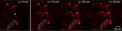 Time-lapse two-photon imaging of microglia
