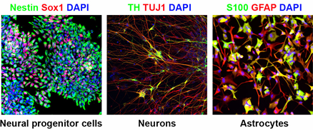 Time-lapse two-photon imaging of microglia