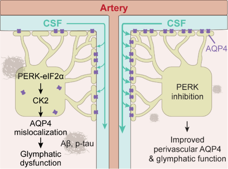 Figure 1. Schematic summary